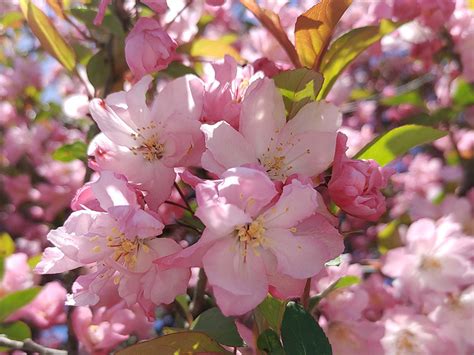 海棠開花|カイドウ（海棠）とは？花言葉などの特徴や桜との違。